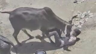 Man Attacked, Gored By Stray Bull in India