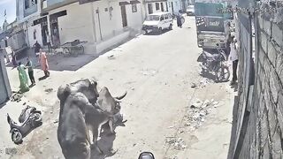 Man Attacked, Gored By Stray Bull in India