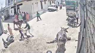 Man Attacked, Gored By Stray Bull in India