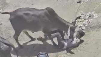 Man Attacked, Gored By Stray Bull in India