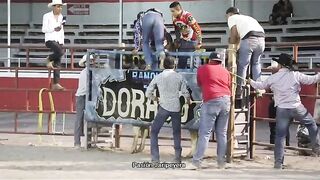 FUCKING BRUTAL , idiot crushed and sodomized by bull