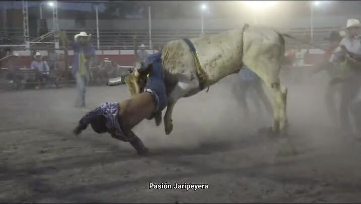FUCKING BRUTAL , idiot crushed and sodomized by bull