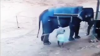Classic Elephant rage