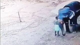 Classic Elephant rage