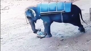 Classic Elephant rage