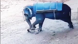 Classic Elephant rage