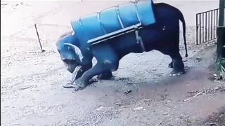 Classic Elephant rage