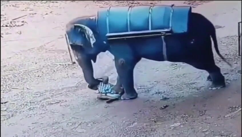 Classic Elephant rage