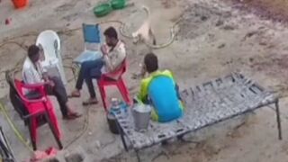 Panic in Mhow Village Near Indore as Stray Dog Fiercely Attacks 5 Residents