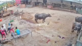 Panic in Mhow Village Near Indore as Stray Dog Fiercely Attacks 5 Residents