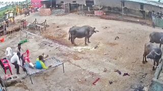 Panic in Mhow Village Near Indore as Stray Dog Fiercely Attacks 5 Residents