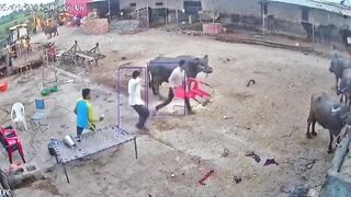Panic in Mhow Village Near Indore as Stray Dog Fiercely Attacks 5 Residents