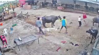 Panic in Mhow Village Near Indore as Stray Dog Fiercely Attacks 5 Residents