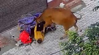 Leg-Disabled Man Trampled for Minutes by Rampaging Cow in Brutal Attack