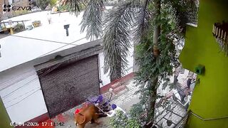 Leg-Disabled Man Trampled for Minutes by Rampaging Cow in Brutal Attack