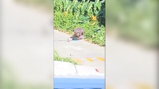 Bees (compilation)