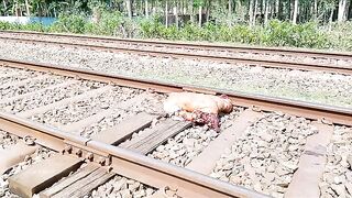 Train destroys man