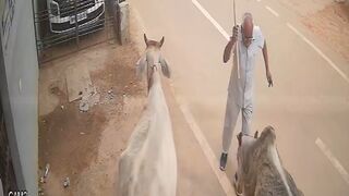 Bull Attack: Ex Official Injured, Critical Condition