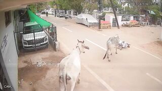 Bull Attack: Ex Official Injured, Critical Condition