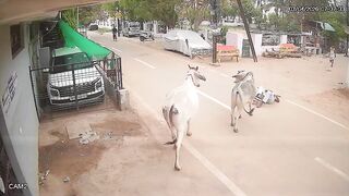 Bull Attack: Ex Official Injured, Critical Condition