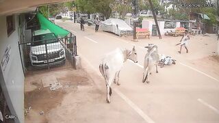Bull Attack: Ex Official Injured, Critical Condition
