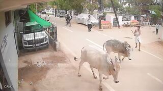 Bull Attack: Ex Official Injured, Critical Condition