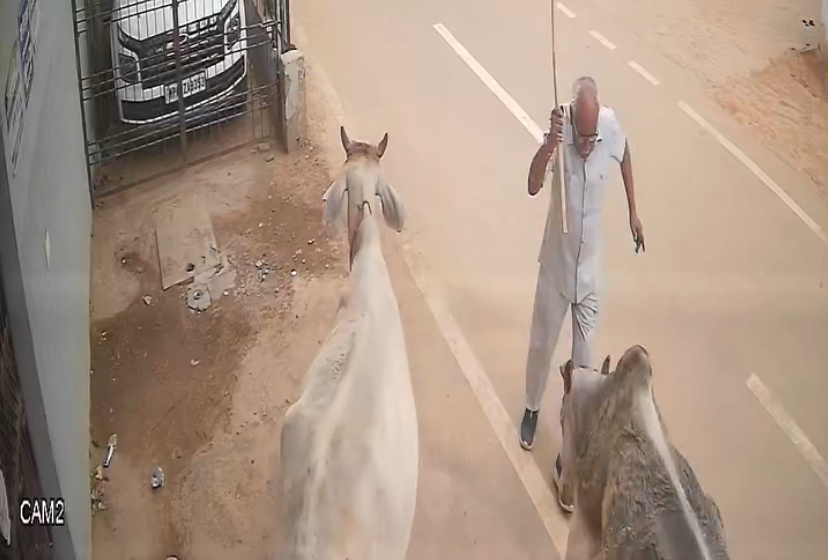 Bull Attack: Ex Official Injured, Critical Condition