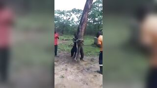 38-Year-Old Man Tied to a Tree & Whipped for Relationship with 16-Year-Old Girl