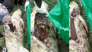 Locals Gut Man-Eating Crocodile and Remove Young Victim’s Rotting Body Parts