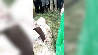 Locals Gut Man-Eating Crocodile and Remove Young Victim’s Rotting Body Parts