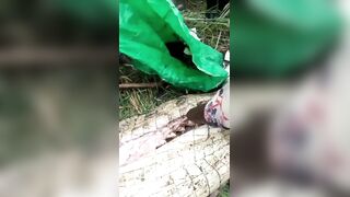 Locals Gut Man-Eating Crocodile and Remove Young Victim’s Rotting Body Parts