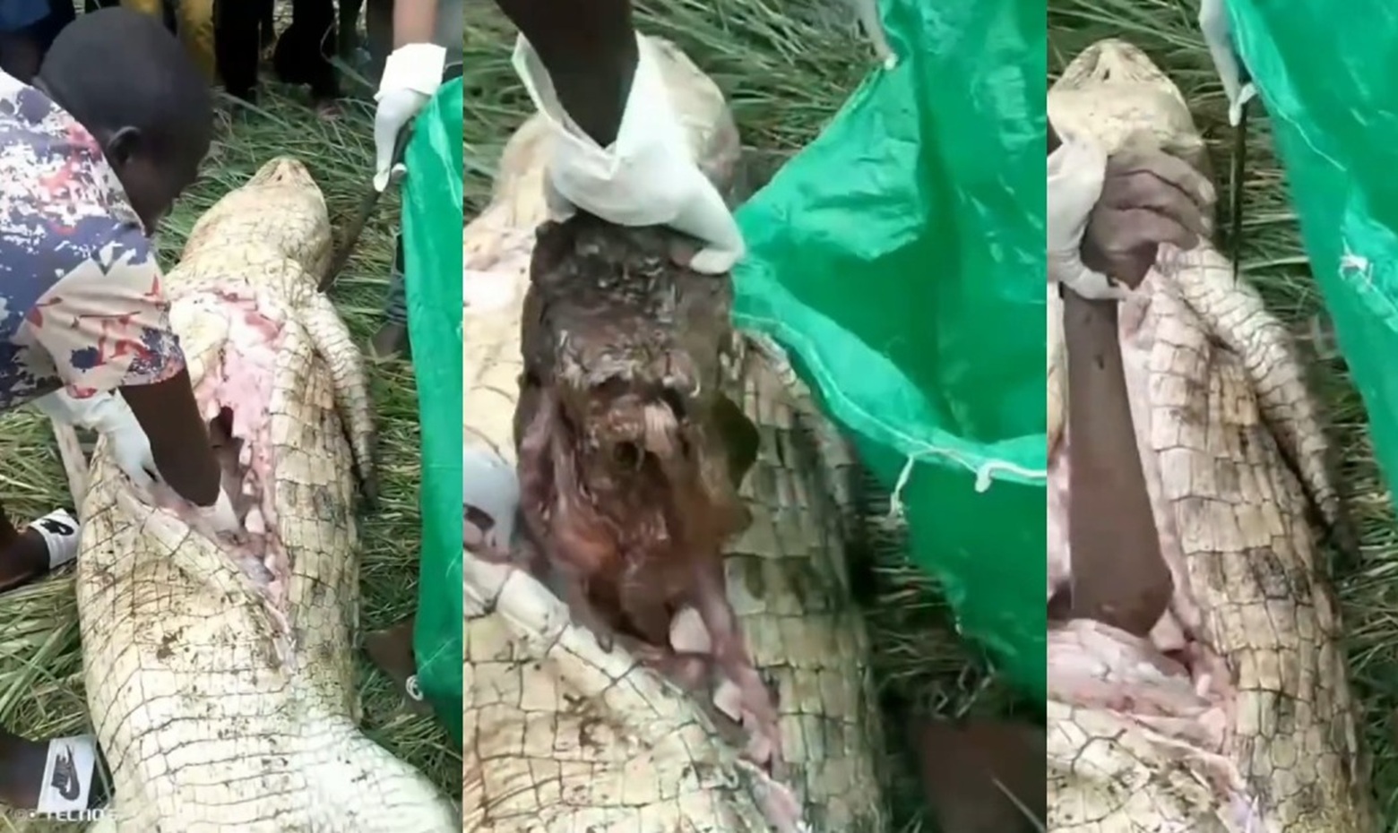 Locals Gut Man-Eating Crocodile and Remove Young Victim’s Rotting Body Parts
