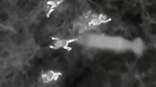 Punishment from heaven for pigs in the form of exploding acorns