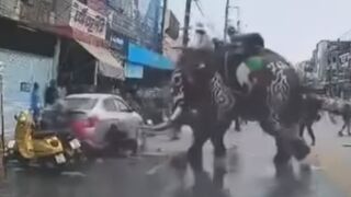 Two Injured After Elephant Goes On Rampage