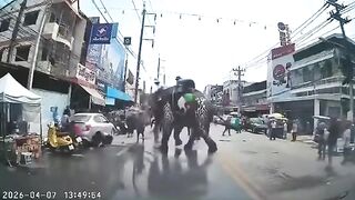 Two Injured After Elephant Goes On Rampage