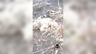 Many corpses of Ukrainians