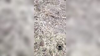 Many corpses of Ukrainians