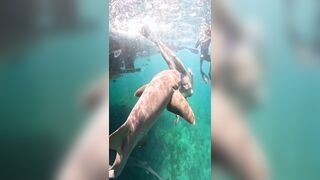 Shocking New Footage Shows Brazilian Surfer Attacked by Shark