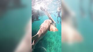 Shocking New Footage Shows Brazilian Surfer Attacked by Shark