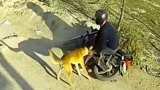 Dog Suddenly Attacks Biker in Tonk, Rajasthan – Shocking Moment Caught on Camera