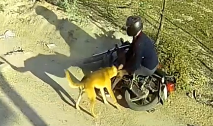 Dog Suddenly Attacks Biker in Tonk, Rajasthan – Shocking Moment Caught on Camera