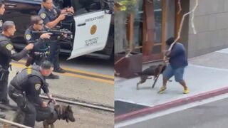 GOOD BOY! K9 Apprehends  Stabbing Suspect In California