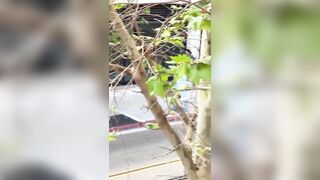 GOOD BOY! K9 Apprehends  Stabbing Suspect In California