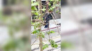 GOOD BOY! K9 Apprehends  Stabbing Suspect In California