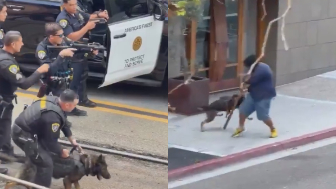 GOOD BOY! K9 Apprehends  Stabbing Suspect In California