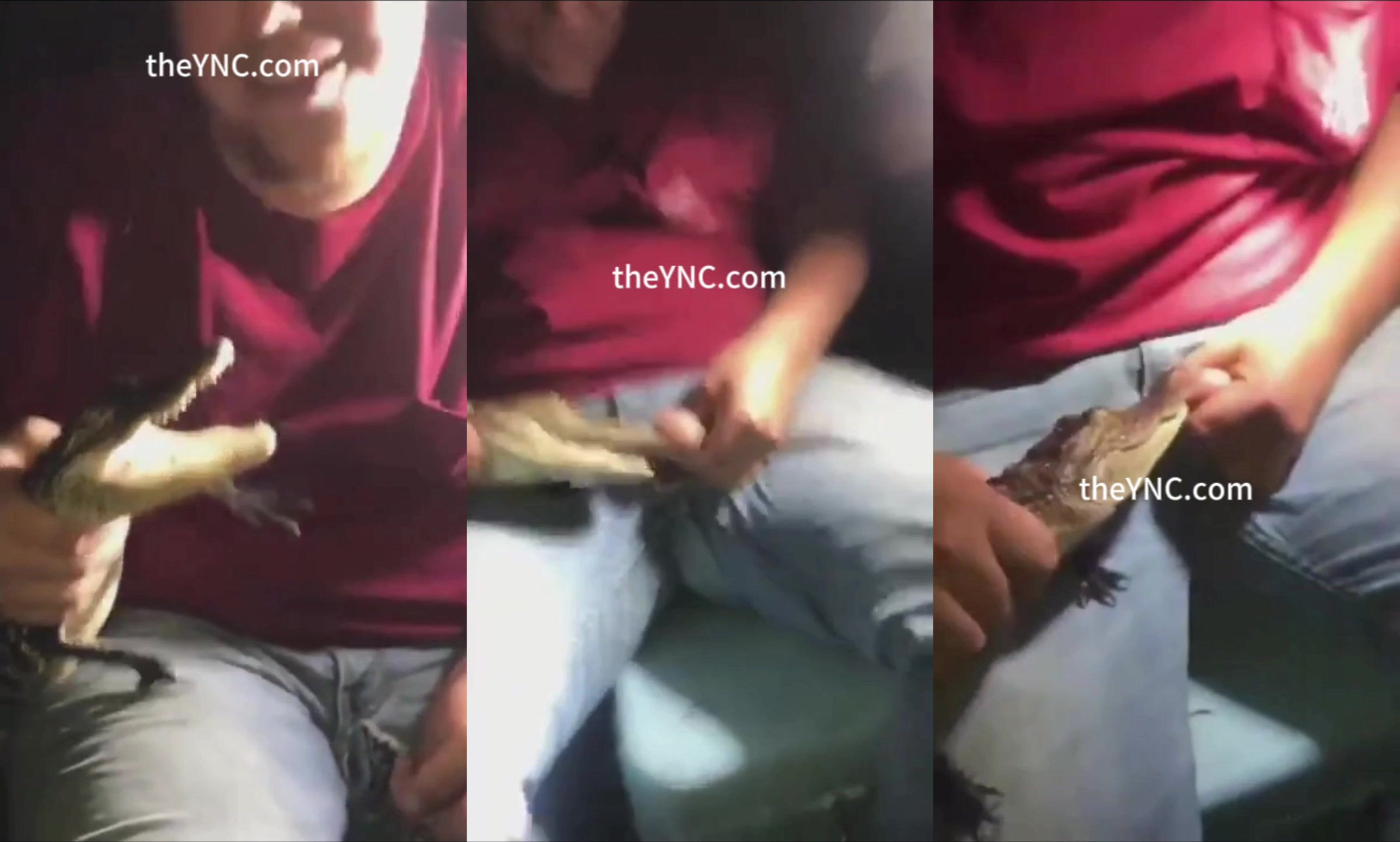 The Crocodile Bit The Guy's Dick