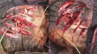 Workers In Brazil Found A Victim Of A Brutal Murder