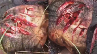 Workers In Brazil Found A Victim Of A Brutal Murder