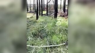 The bodies are leaking and gradually turning into compost!