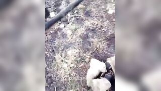 The bodies are leaking and gradually turning into compost!